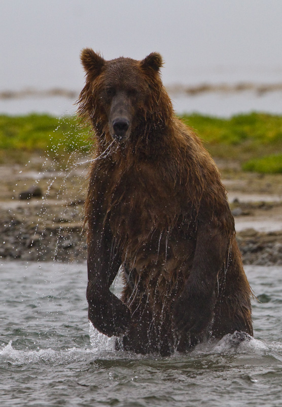 Grizzly Bear Chasing Salmon